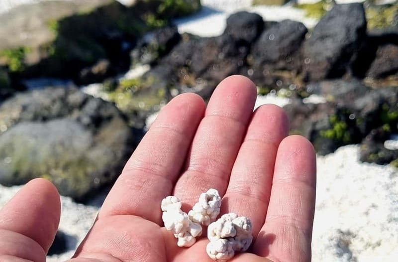 Fuerteventura North with Tapas (food) - Visiting La Jares Volcano and Squirrel Feeding