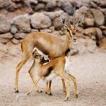 Fuerteventura: Oasis Wildlife Entry Ticket - Oasis Wildlife: A Diverse Animal Collection in a Unique Oasis Setting