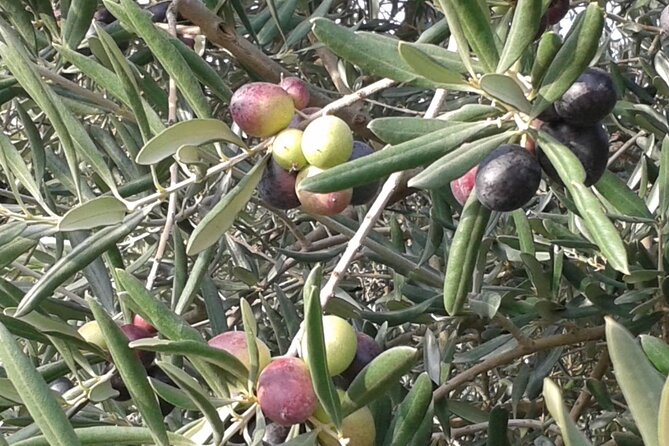 Full Day E-bike Tour in the Luberon Region from Aix en Provence - Starting Point and Overall Schedule