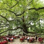 Full Day Guided Tour to Bursa with Lunch and Cable Car - Pickup and Transfer: From Istanbul to Bursa by Ferry and Mountain Drive