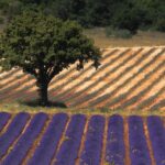 Full Day Ocean of Lavender in Valensole from Avignon - Starting the Day: Pickup from Avignon