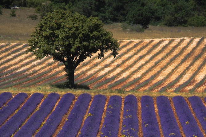 Full Day Ocean of Lavender in Valensole from Avignon - Starting the Day: Pickup from Avignon