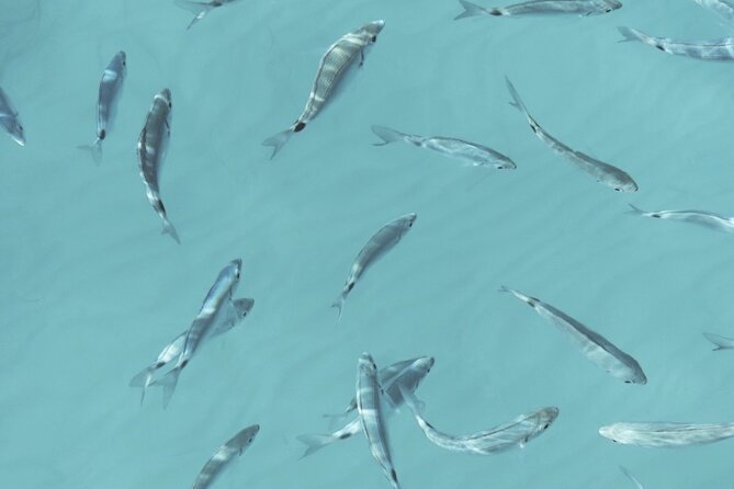 Full Day on a Private Sailboat in Mallorca - Starting Point at Port de Sóller