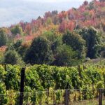 Full-Day Private Royal Heritage Tour to Oplenac With a Winery Visit - Visiting Karageorges Fortified Residence and Museum