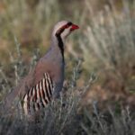 Full-Day Private Wilderness Tour in Vashlovani National Park - Wildlife and Birdwatching Opportunities
