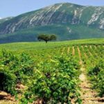 Full Day Private Wine Tour in Arrabida - Optional Visit to José Maria da Fonseca Winery