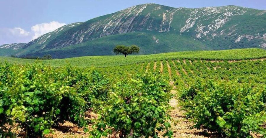 Full Day Private Wine Tour in Arrabida - Optional Visit to José Maria da Fonseca Winery