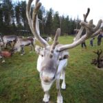 Full day: Reindeer Farm, Santa Claus Village & Husky Park - Key Points