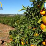 Full day tour of the Algarve with Jeep safari - Journeying Through the Algarve Mountains and Fruit Plantations