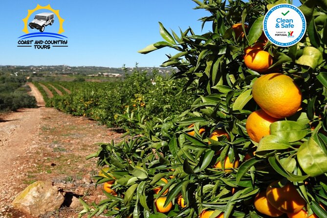 Full day tour of the Algarve with Jeep safari - Journeying Through the Algarve Mountains and Fruit Plantations