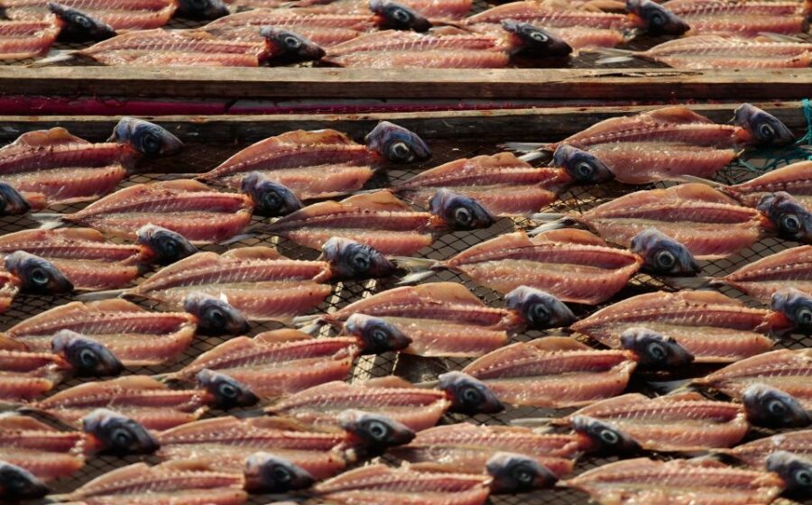 Full Day Tour - Transfer to Porto from Lisbon with Stops - Departing from Lisbon for a Scenic Journey Toward Porto