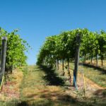 Full day tour:Knossos,Koronekes Olive mill,Lyrarakis winery - Savoring Crete’s Wines at Lyrarakis Winery