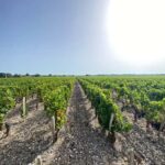 Full Day Wine tour in saint emilion & Margaux - Key Points