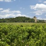 Full private day Avignon Chateuneuf du pape wine tasting - Key Points