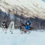 Fun & Easy Dog Sledding Adventure - Noon Tour - Meeting Dozens of Friendly Alaskan Huskies