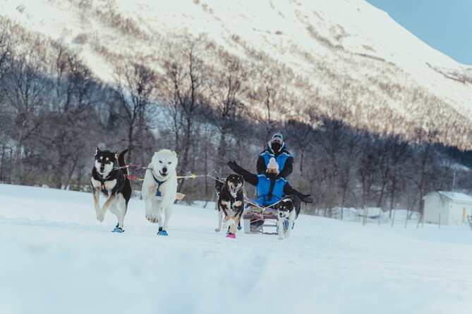 Fun & Easy Dog Sledding Adventure - Noon Tour - Meeting Dozens of Friendly Alaskan Huskies