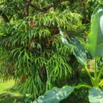 Funchal: A walk in a secret tropical garden - The Unique Plants of the Garden and Their Stories