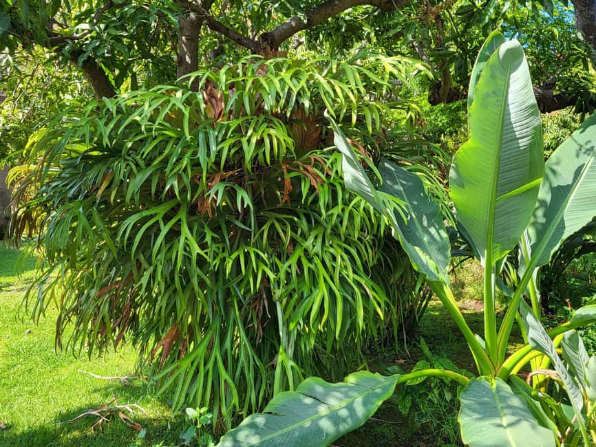 Funchal: A walk in a secret tropical garden - The Unique Plants of the Garden and Their Stories