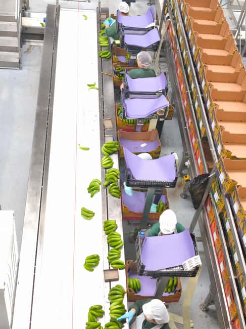 Funchal Agriculture Green Tour - Exploring the Agriculture School and Grafting Techniques