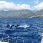 Funchal: Dolphin and Whale Watching Catamaran Cruise - Exploring the Itinerary and Locations
