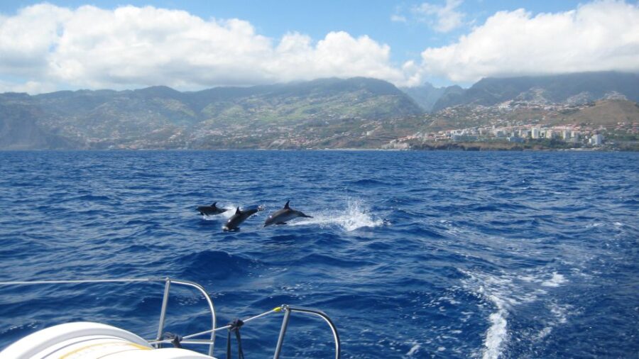 Funchal: Dolphin and Whale Watching Catamaran Cruise - Exploring the Itinerary and Locations