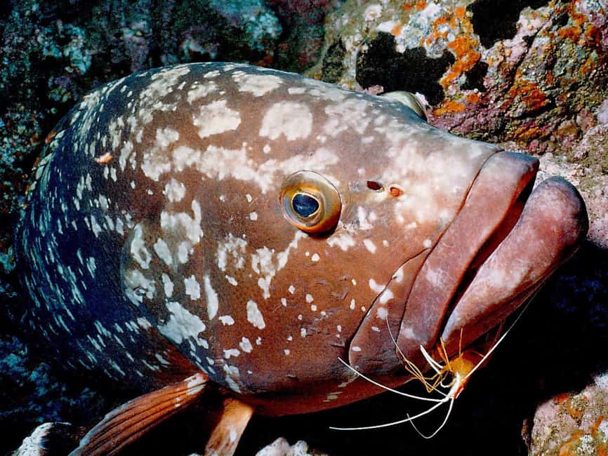 Funchal: Garajau national park - certified divers - Starting Point at Madeira Divepoint in Funchal