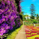 Funchal: Madeira Botanical Garden Tuk-Tuk Tour + Old Town - Starting Point and Private Group Experience