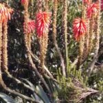 Funchal: Nuns Valley Short Stroll with Mountain Surroundings - Exploring Curral das Freiras Village