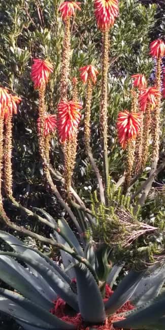 Funchal: Nuns Valley Short Stroll with Mountain Surroundings - Exploring Curral das Freiras Village