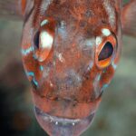 Funchal: Snorkeling Adventure in Eco-Park / Shore or by Boat - Shore Snorkeling at the House Reef: Exploring at Your Own Pace