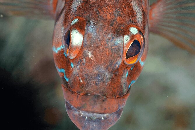 Funchal: Snorkeling Adventure in Eco-Park / Shore or by Boat - Shore Snorkeling at the House Reef: Exploring at Your Own Pace