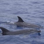 Funchal: Sunset over water by RIB boat +opt Dolphin/Whale - Visiting Iconic Sites Along Madeira’s South Coast
