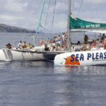 Funchal:Hop-on Hop-off Bus & Whale & Dolphin boat Excursion - Starting Point and Meeting Arrangements in Funchal