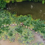 Furnas & Terra Nostra Gardens Biologist-guided Tour +lunch - Discovering Furnas Lake and the Village’s Volcanic Features