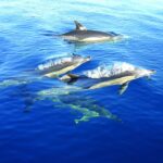Fuzeta: Dolphin Observation Tour - Navigating the Ria Formosa to Find Dolphins