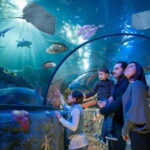 Gardaland SEA LIFE Aquarium: Open Date Entry Ticket - The Underwater Tunnel: A Highlight of the Visit