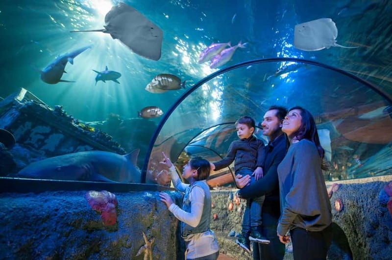 Gardaland SEA LIFE Aquarium: Open Date Entry Ticket - The Underwater Tunnel: A Highlight of the Visit