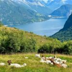Geiranger by Royal route, 5 hours with visiting a high-mountain farm - Gourmet Norwegian Lunch at Westerås Restaurant