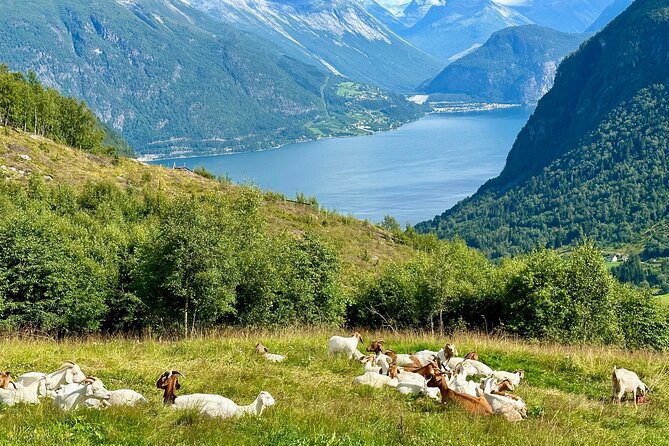 Geiranger by Royal route, 5 hours with visiting a high-mountain farm - Gourmet Norwegian Lunch at Westerås Restaurant