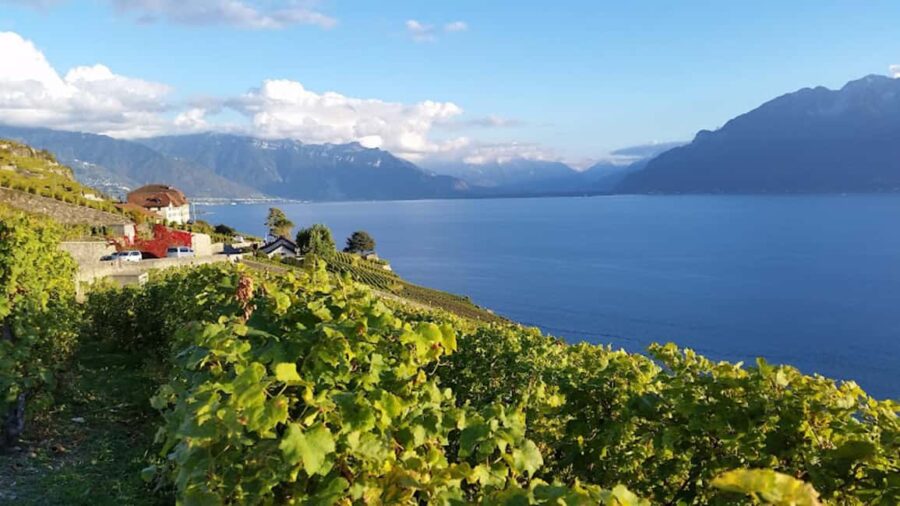 Geneva: Lavaux, Chexbres, and Valais Wine Tasting Tour - From the UNESCO World Heritage Lavaux Vineyards to the Alpine Valleys