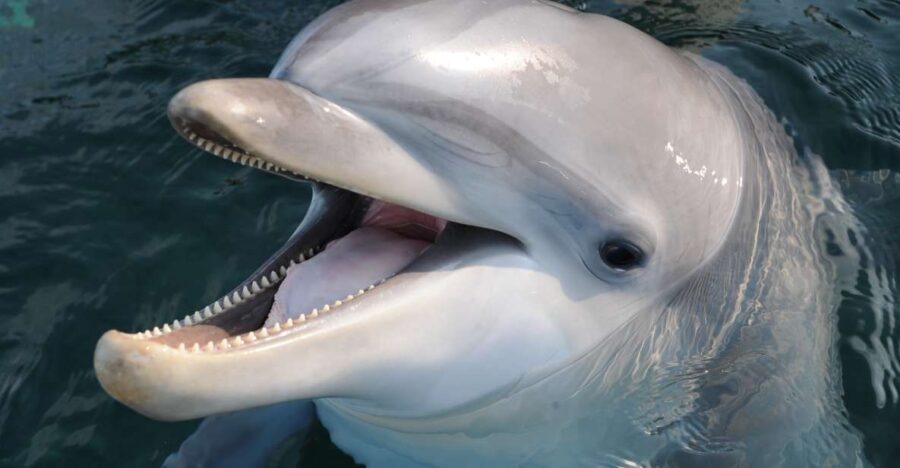 Genoa: Aquarium of Genoa & City of Children and Youth Ticket - The City of Children and Youth: Sensory Learning in Action