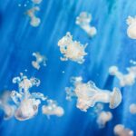 Genoa: Aquarium of Genoa Entry Ticket - The Genoa Aquarium: Italy’s Largest Aquatic Zoo