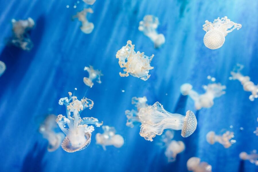 Genoa: Aquarium of Genoa Entry Ticket - The Genoa Aquarium: Italy’s Largest Aquatic Zoo