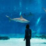 Genoa: Aquarium of Genoa with Lunch - The Genoa Aquarium: Europes Largest Marine Collection