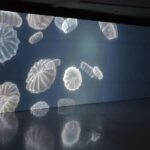 Genoa Palazzo Ducale: Entrance ticket for the Moby Dick - The Whale exhibition. - Location and Entrance Procedure at Palazzo Ducale