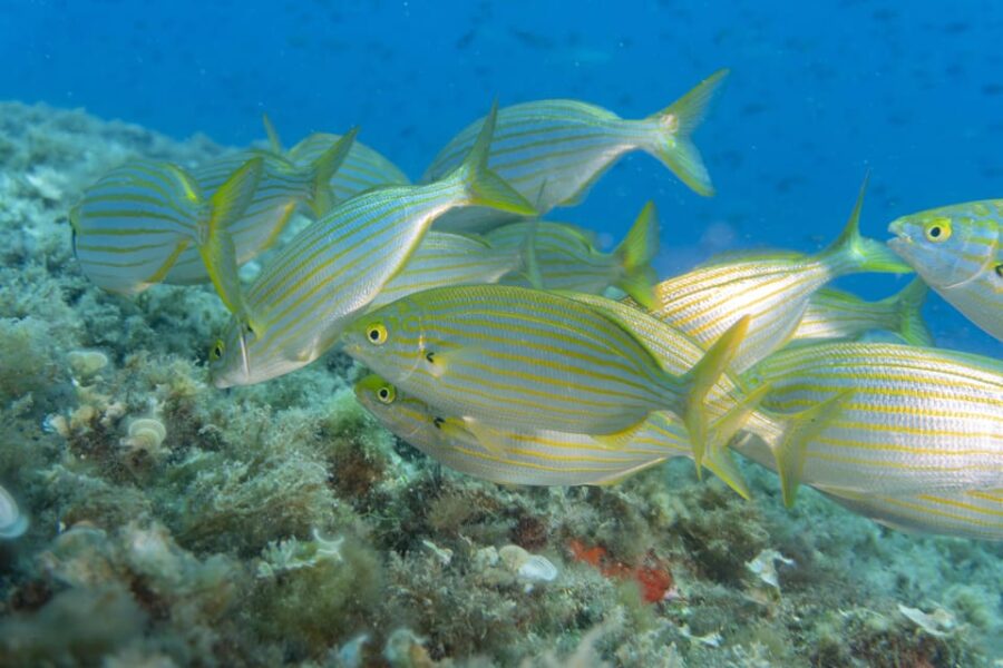 Genoa: snorkeling a stone's throw from downtown - Easy Access at Bagni Liggia Beach Establishment