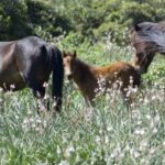 Genoni: discover the Giara Park - Discovering Sardinia’s Prehistoric Past at Paleo Archeo Centro