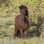 Genoni Museum and Giara Combined ticket - Exploring the Civic Museum of the Giara Horse