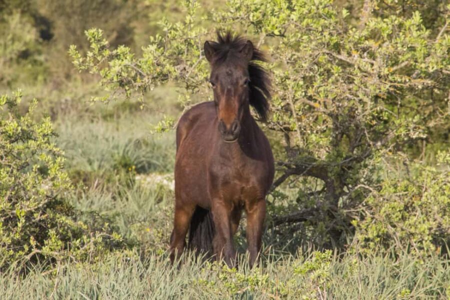 Genoni Museum and Giara Combined ticket - Exploring the Civic Museum of the Giara Horse