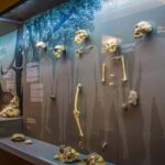 Georgian National Museum Entry Ticket - Exploring Georgia’s Ancient Past in Archaeology and Human Evolution Exhibits